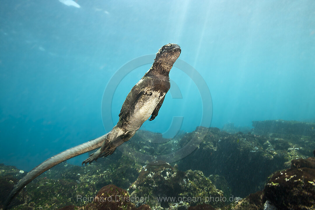 Marine Iguana feeding at Sea, Amblyrhynchus cristatus, Cabo Douglas, Fernandina Island, Galapagos, Ecuador