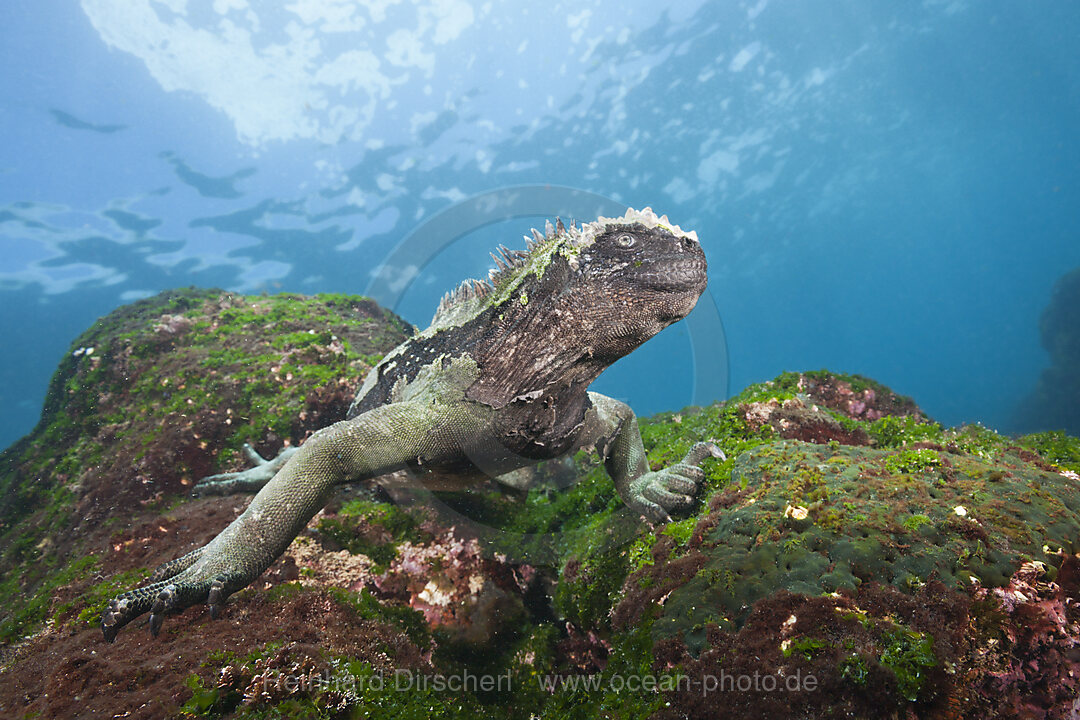 Galapagos-Meerechse, Amblyrhynchus cristatus, Cabo Douglas, Fernandina Island, Galapagos, Ecuador