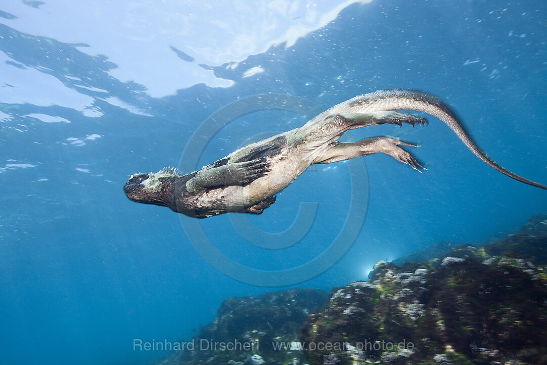 Marine Iguana feeding at Sea, Amblyrhynchus cristatus, Cabo Douglas, Fernandina Island, Galapagos, Ecuador