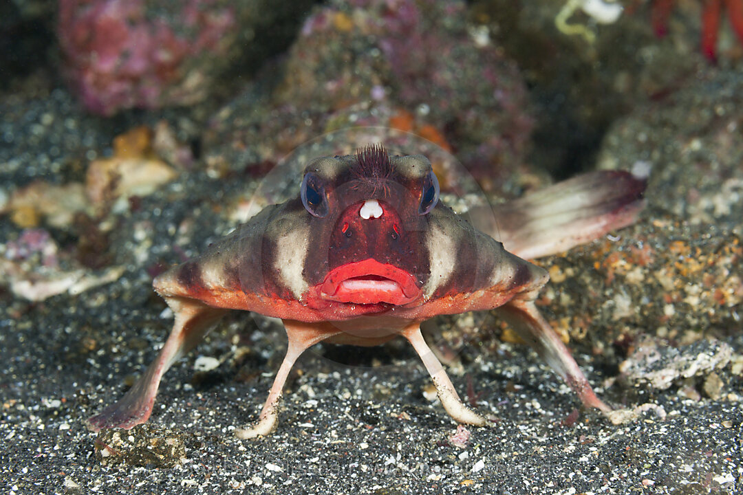 Rotlippen-Fledermausfisch, Ogcocephalus darwini, Cabo Douglas, Fernandina Island, Galapagos, Ecuador