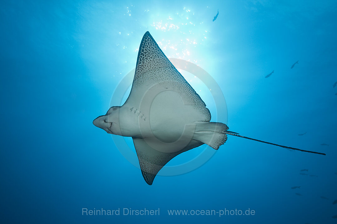 Spotted Eagle Ray, Aetobatus narinari, Wolf Island, Galapagos, Ecuador