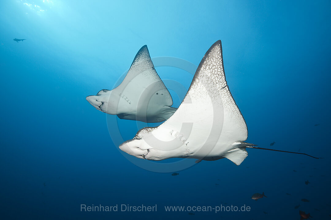 Spotted Eagle Ray, Aetobatus narinari, Wolf Island, Galapagos, Ecuador