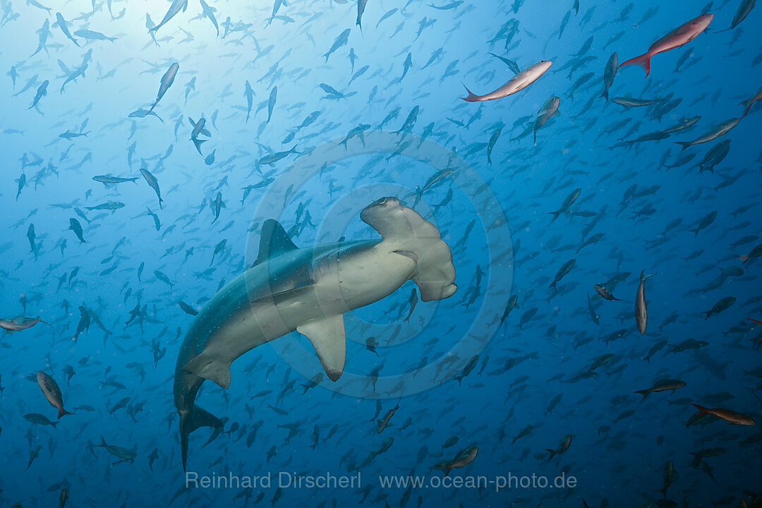 Scalloped Hammerhead Shark, Sphyrna lewini, Arch, Darwin Island, Galapagos, Ecuador