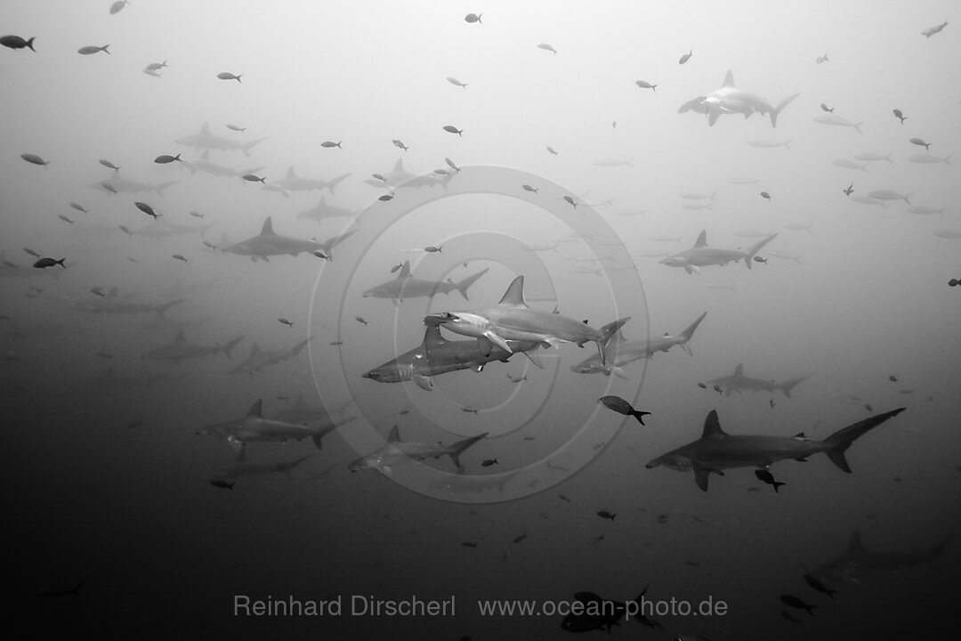 Schule Bogenstirn-Hammerhaie, Sphyrna lewini, Wolf Island, Galapagos, Ecuador