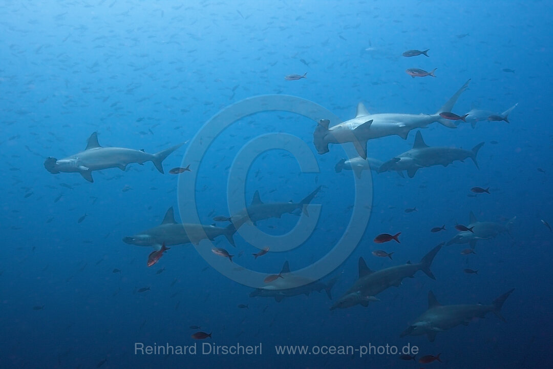 Schule Bogenstirn-Hammerhaie, Sphyrna lewini, Wolf Island, Galapagos, Ecuador