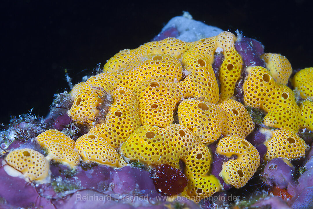 Orangefarbene Seescheidenkolonie, Didemnum sp., Felidhu Atoll, Malediven