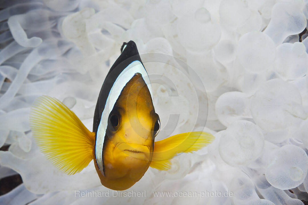 Clarks Anemonenfisch, Amphiprion clarkii, Felidhu Atoll, Malediven