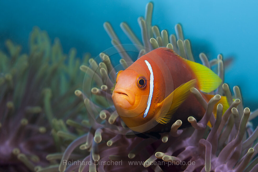 Malediven-Anemonenfisch, Amphiprion nigripes, Felidhu Atoll, Malediven