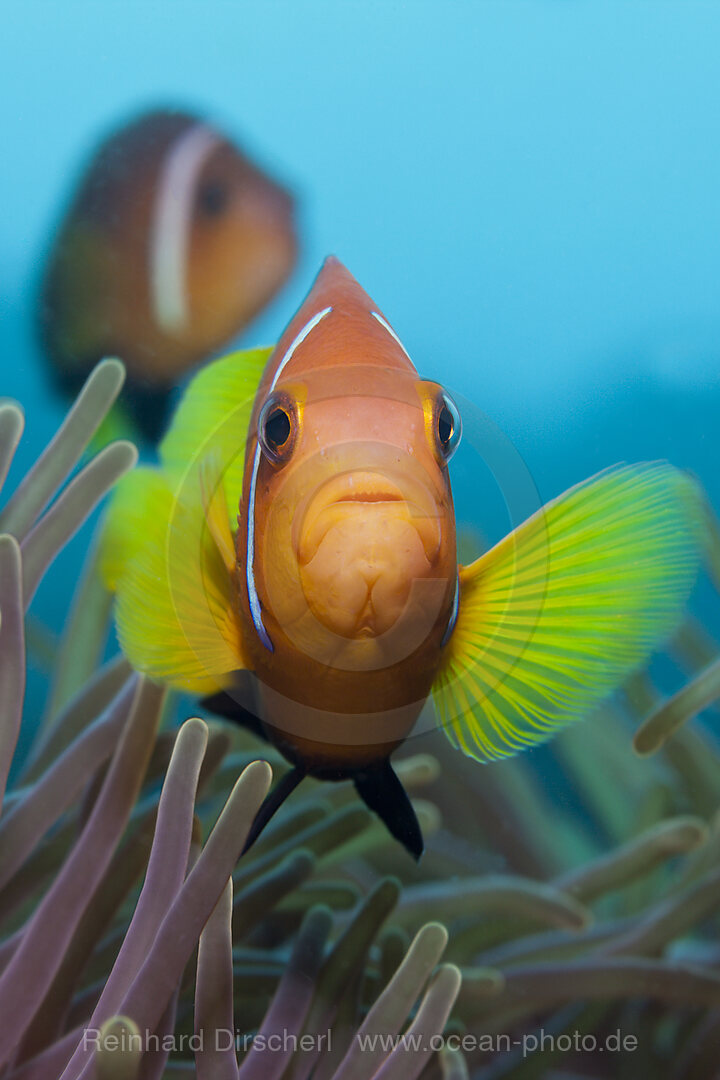 Malediven-Anemonenfisch, Amphiprion nigripes, Felidhu Atoll, Malediven