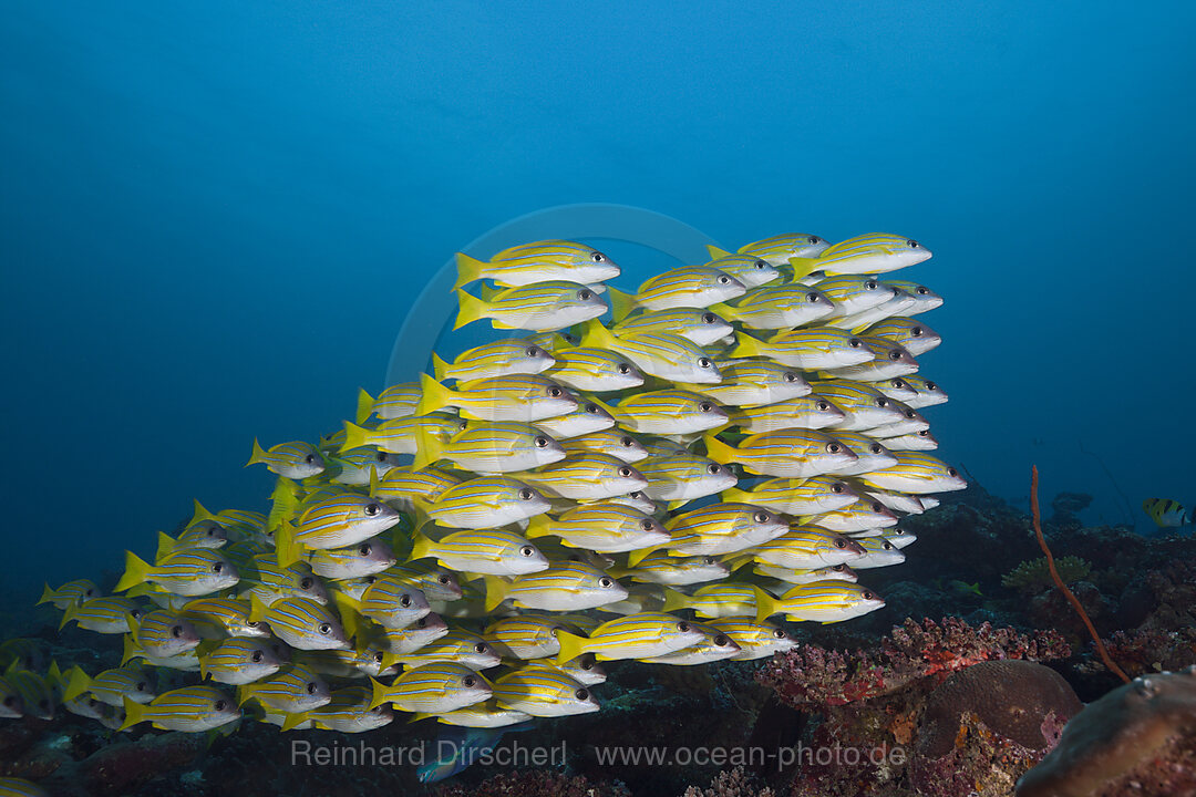 Schwarm Blaustreifen-Schnapper, Lutjanus kasmira, Sued Male Atoll, Malediven