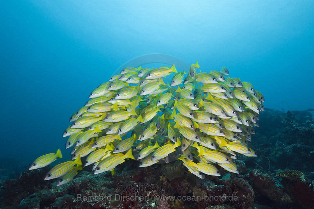 Schwarm Blaustreifen-Schnapper, Lutjanus kasmira, Sued Male Atoll, Malediven