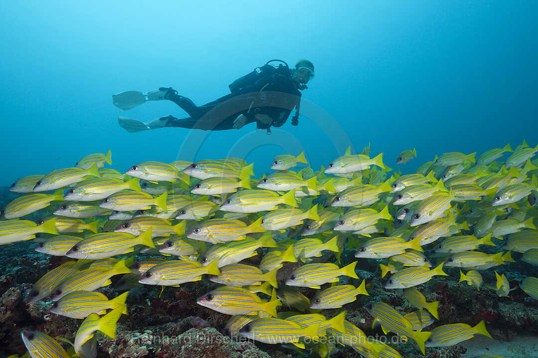 Schwarm Blaustreifen-Schnapper, Lutjanus kasmira, Sued Male Atoll, Malediven