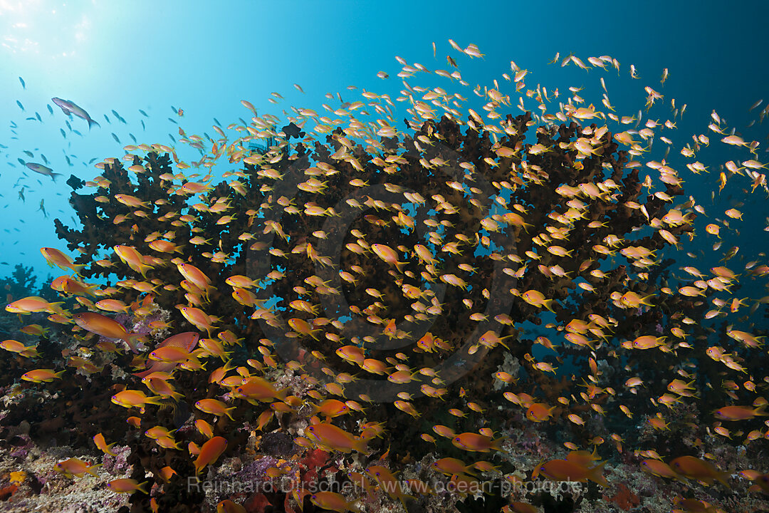 Juwelen-Fahnenbarsche am Riff, Pseudanthias squamipinnis, Sued Male Atoll, Malediven