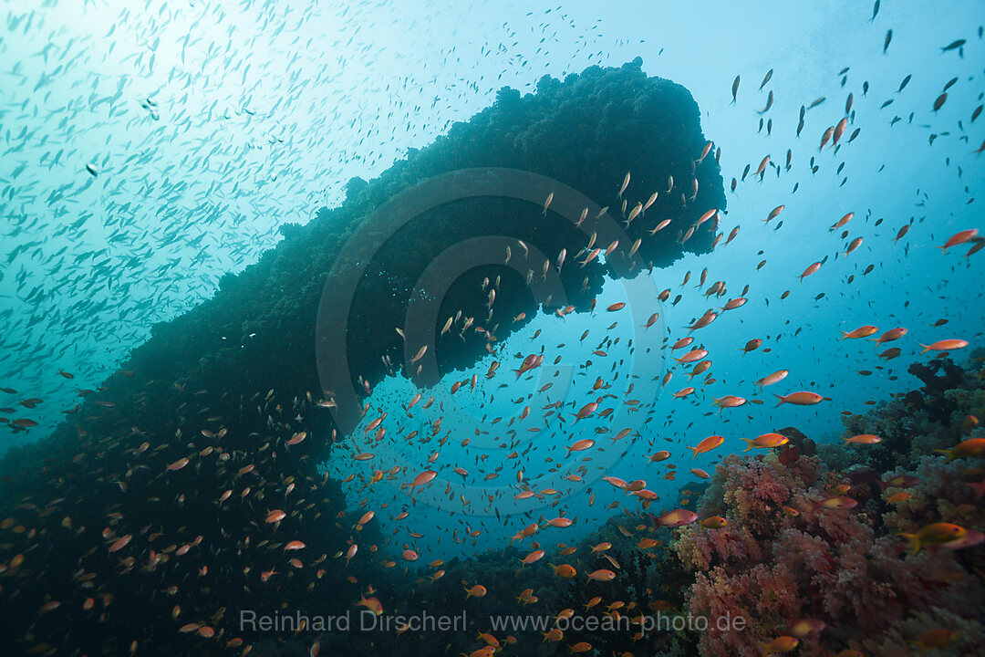 Juwelen-Fahnenbarsche am Riff, Pseudanthias squamipinnis, Nord Male Atoll, Malediven