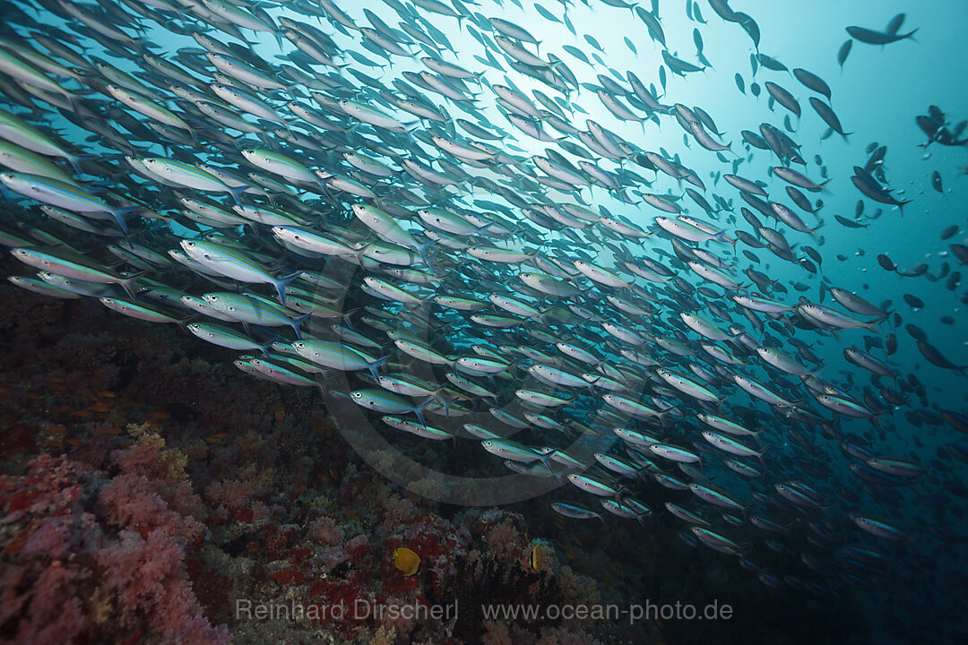 Schwarm Neon-Fuesiliere ueber Riff, Pterocaesio tile, Nord Male Atoll, Malediven
