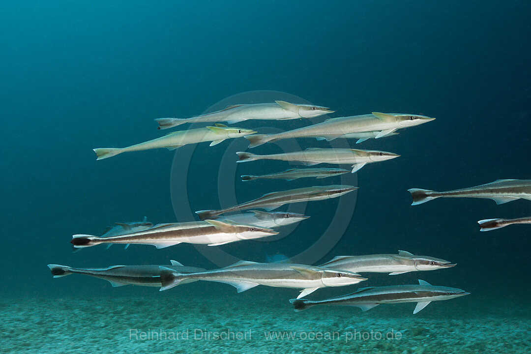 Schwarm Schiffshalter, Echeneis naucrates, Nord Male Atoll, Malediven
