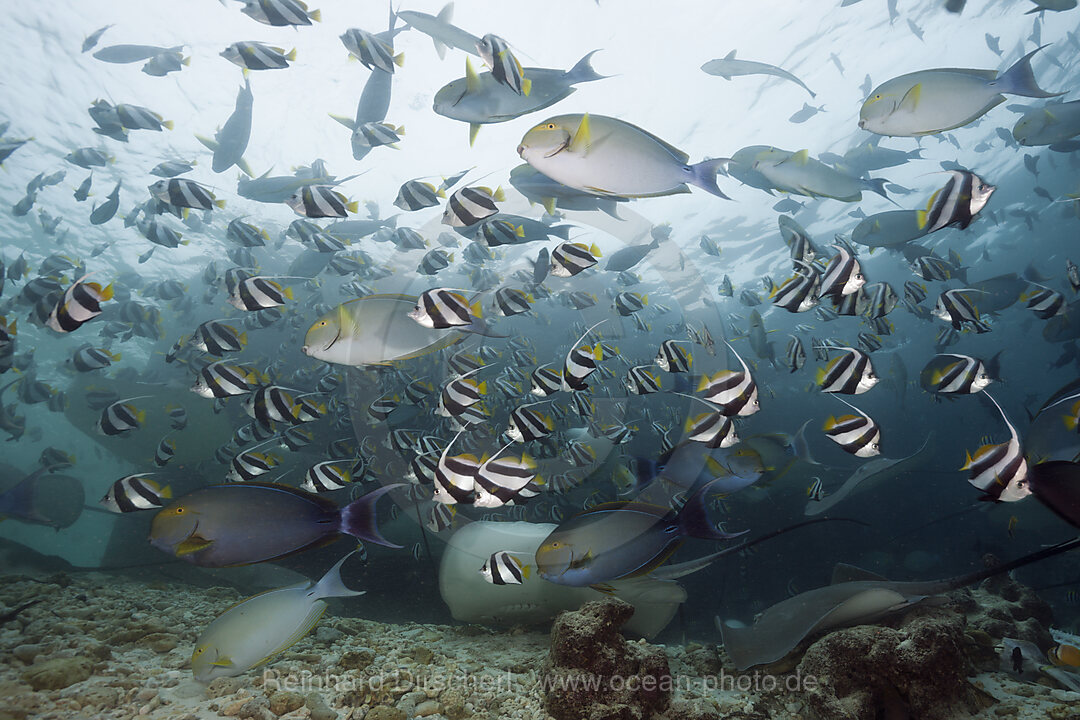 Schwarm Gelbflossen-Doktorfische, Acanthurus xanthopterus, Nord Male Atoll, Malediven