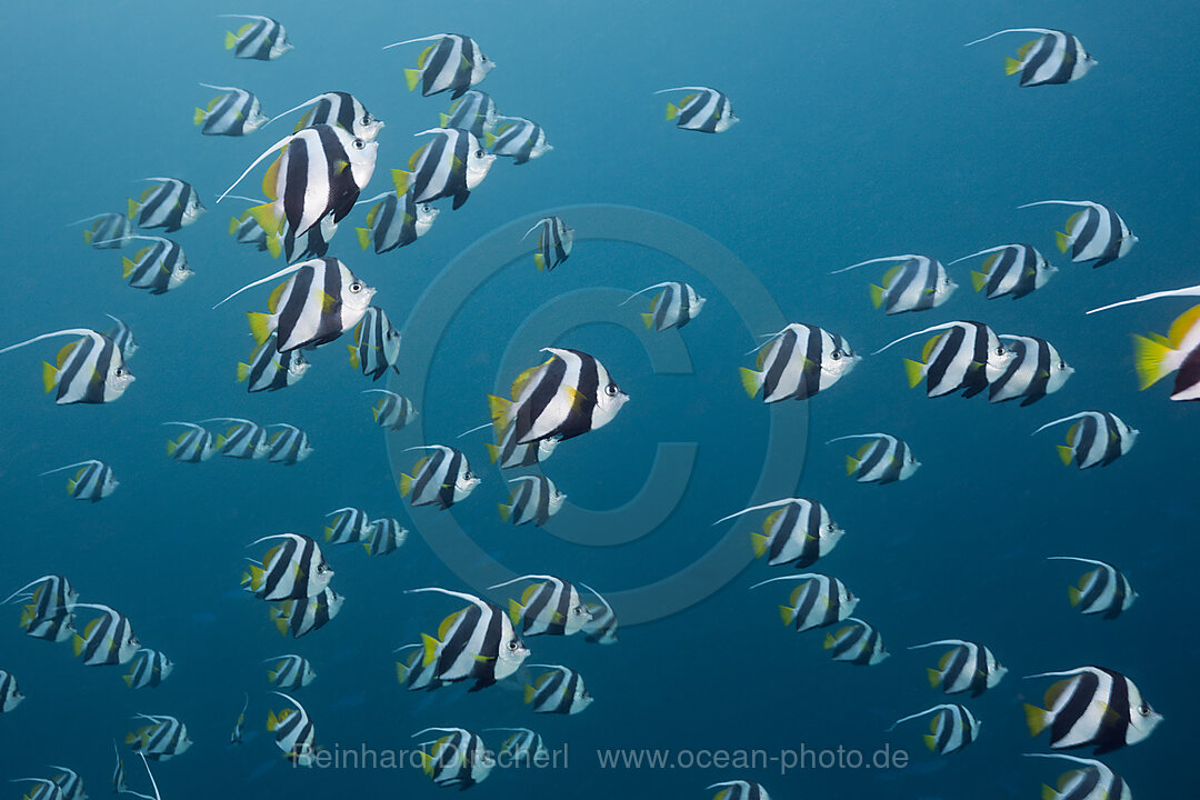 Schwarm Wimpelfische, Heniochus diphreutes, Nord Male Atoll, Malediven