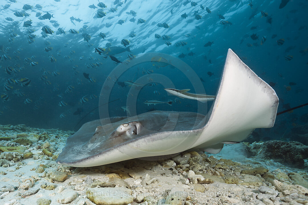 Lila Peitschenschwanz, Pateobatis fai, Nord Male Atoll, Malediven