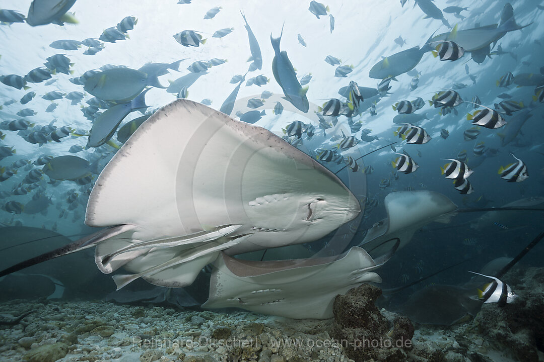 Pink Whipray, Pateobatis fai, North Male Atoll, Maldives