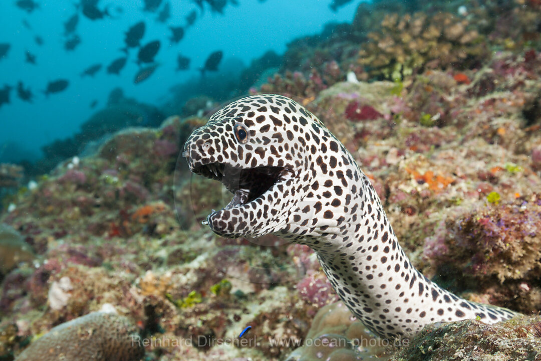 Grosse Netzmuraene, Gymnothorax favagineus, Nord Male Atoll, Malediven