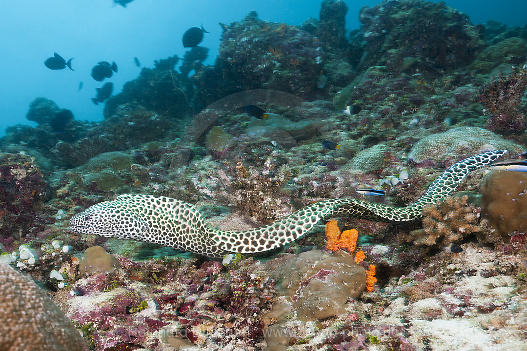 Grosse Netzmuraene, Gymnothorax favagineus, Nord Male Atoll, Malediven