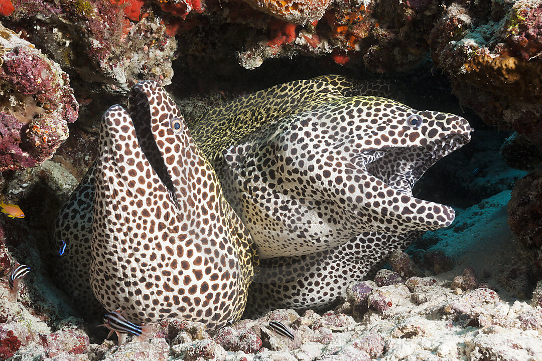 Vier Grosse Netzmuraenen, Gymnothorax favagineus, Nord Male Atoll, Malediven