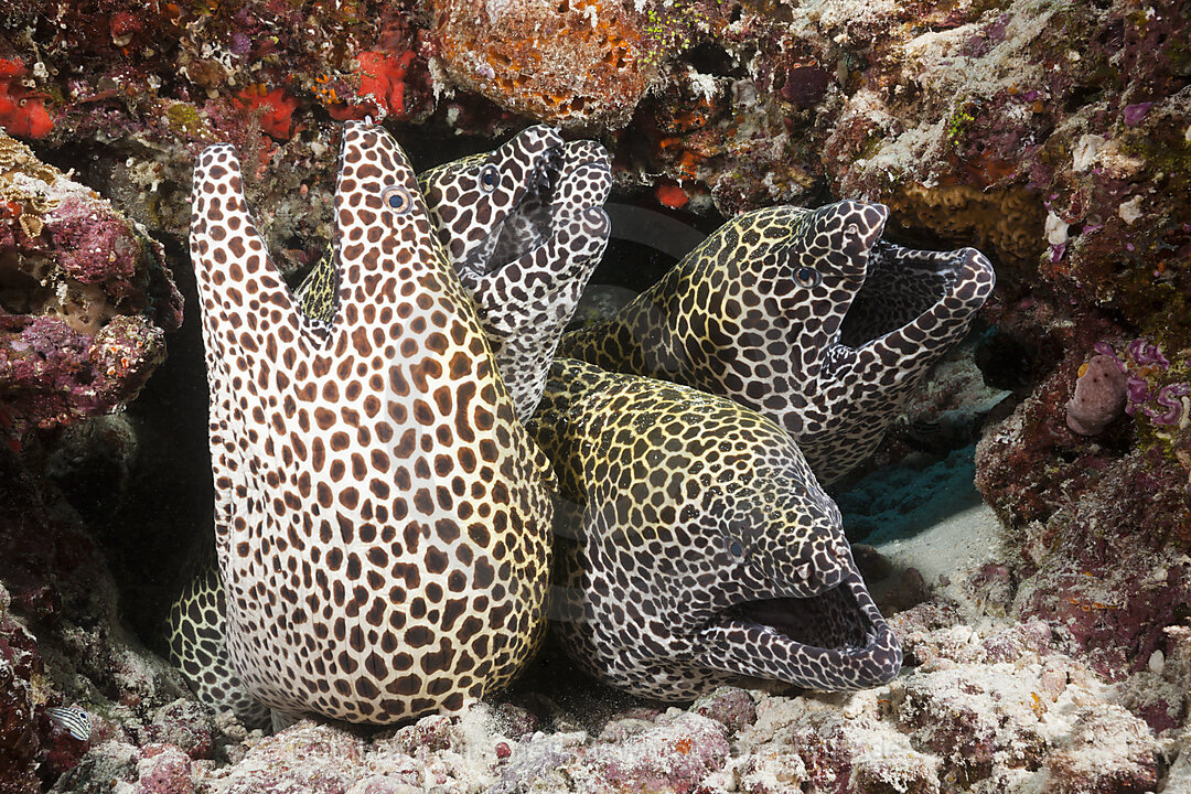 Vier Grosse Netzmuraenen, Gymnothorax favagineus, Nord Male Atoll, Malediven