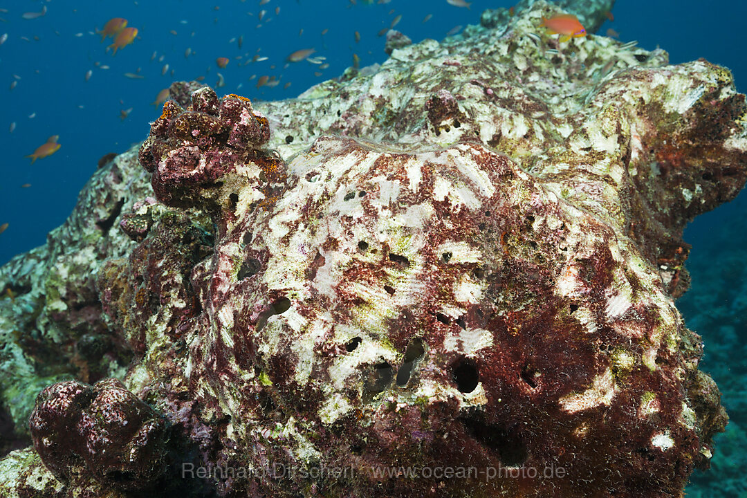 Spuren von Papageifischen, Nord Male Atoll, Malediven
