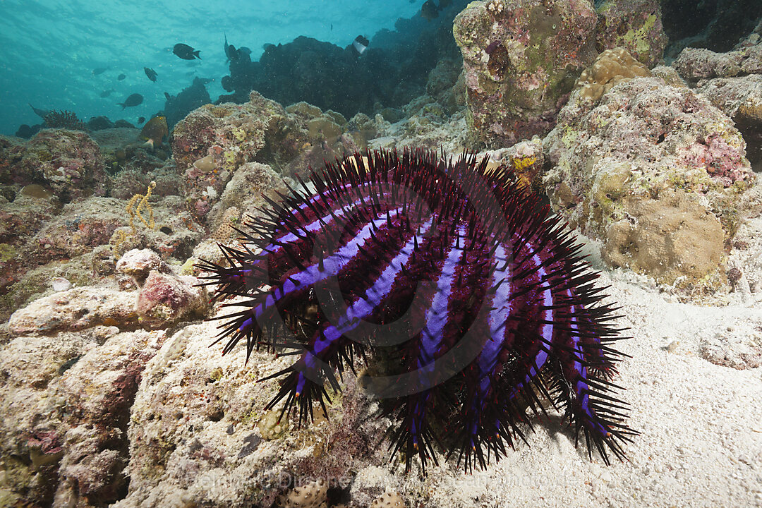 Dornenkrone, Acanthaster planci, Nord Male Atoll, Malediven