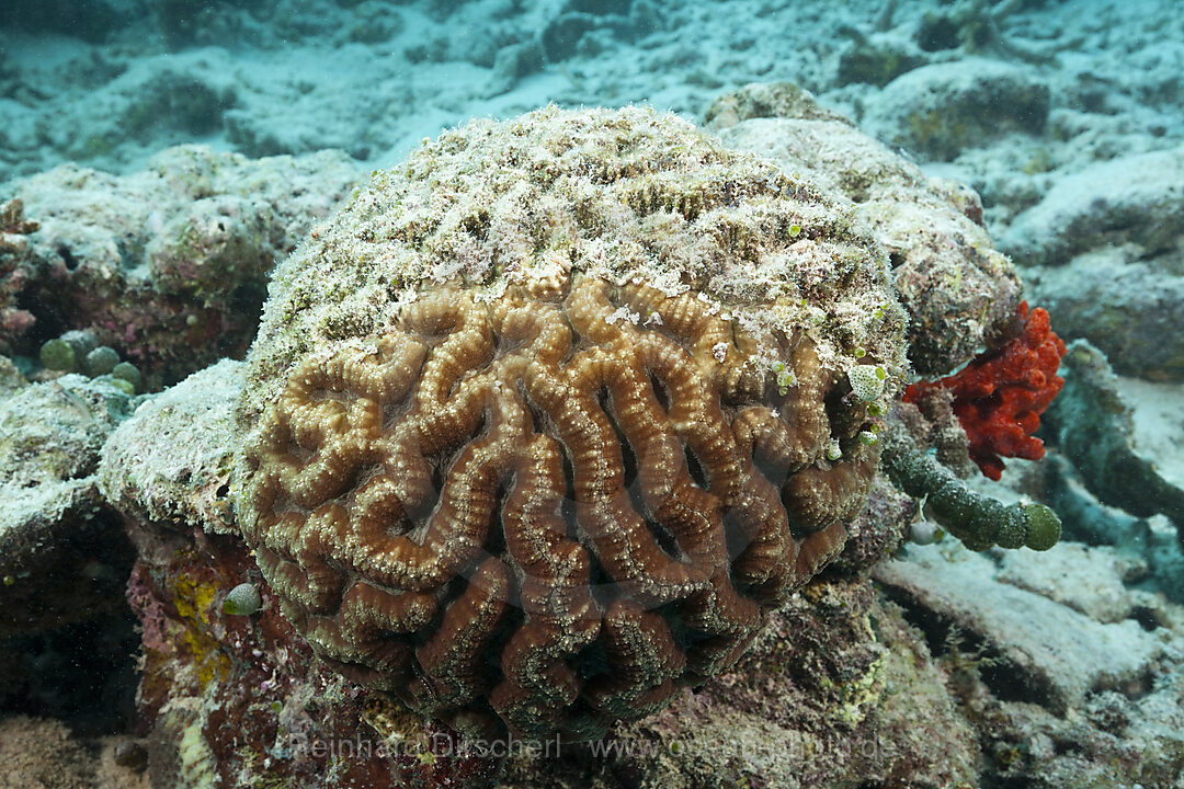 Bleached Corals on Reef Top, North Male Atoll, Maldives