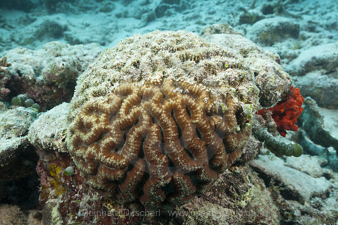 Korallenbleiche auf Riffdach, Nord Male Atoll, Malediven