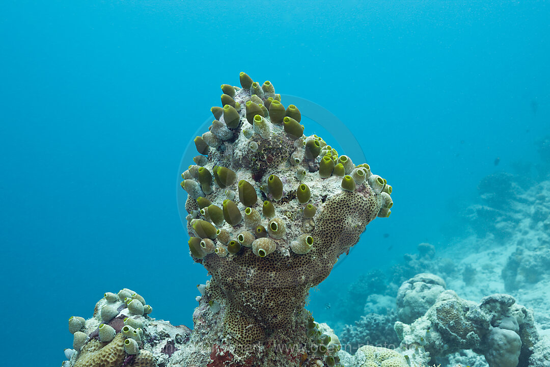 Seescheiden siedeln auf toten Korallen, Didemnum molle, Nord Male Atoll, Malediven