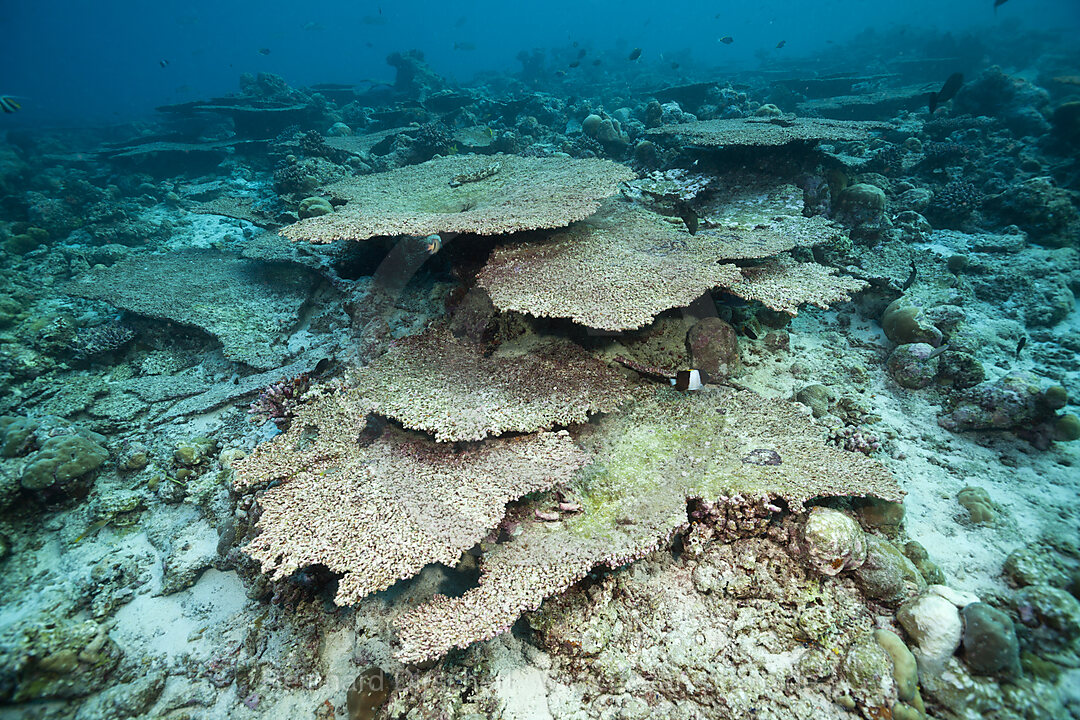 Korallenbleiche auf Riffdach, Nord Male Atoll, Malediven