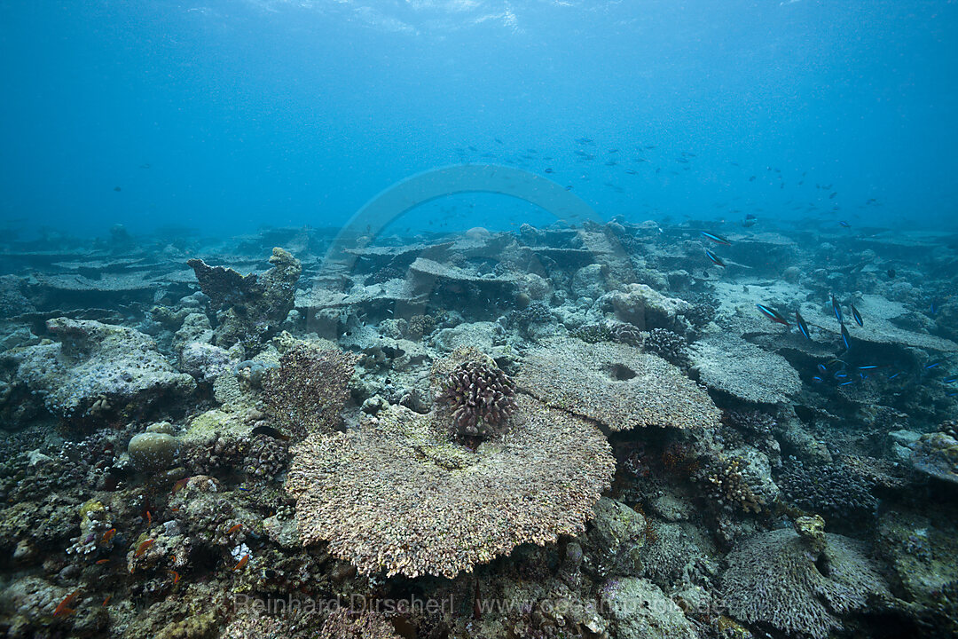 Korallenbleiche auf Riffdach, Nord Male Atoll, Malediven