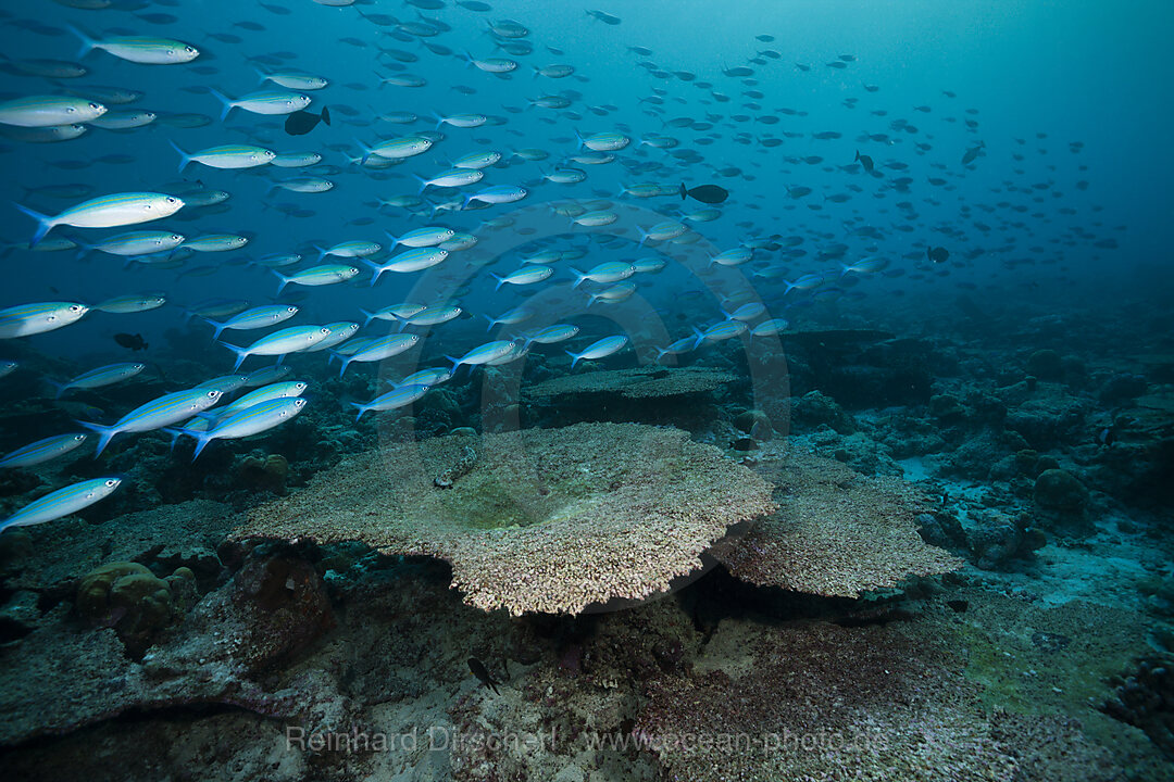 Korallenbleiche auf Riffdach, Nord Male Atoll, Malediven