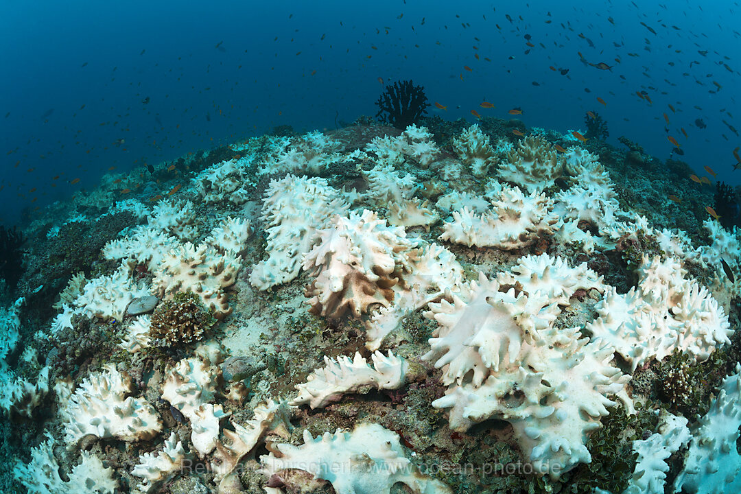 Korallenbleiche auf Riffdach, Felidhu Atoll, Malediven