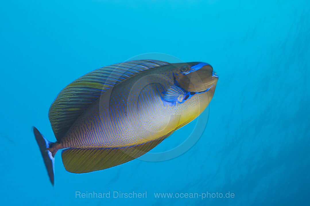 Masken-Nasendoktor, Naso vlamingii, Sued Male Atoll, Malediven