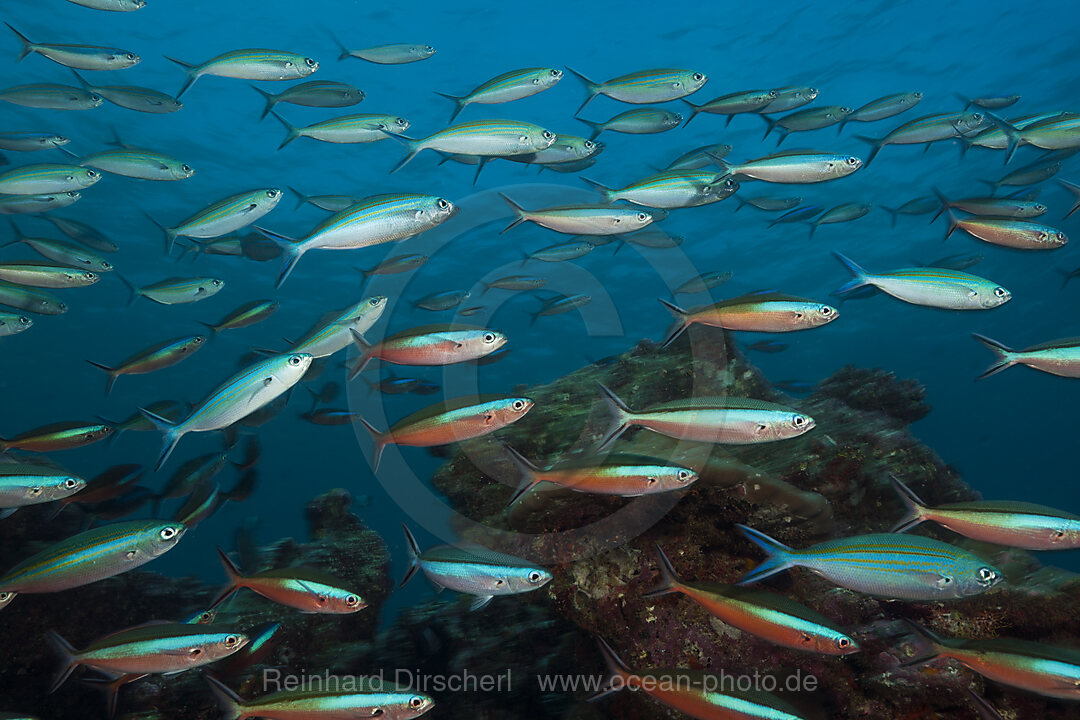 Schwarm Neon-Fuesiliere ueber Riff, Pterocaesio tile, Sued Male Atoll, Malediven