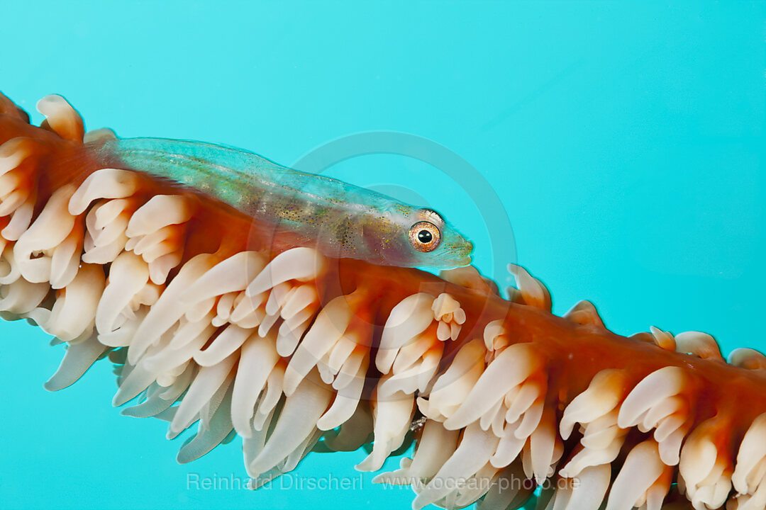 Whip Coral Goby, Bryaninops youngei, South Male Atoll, Maldives