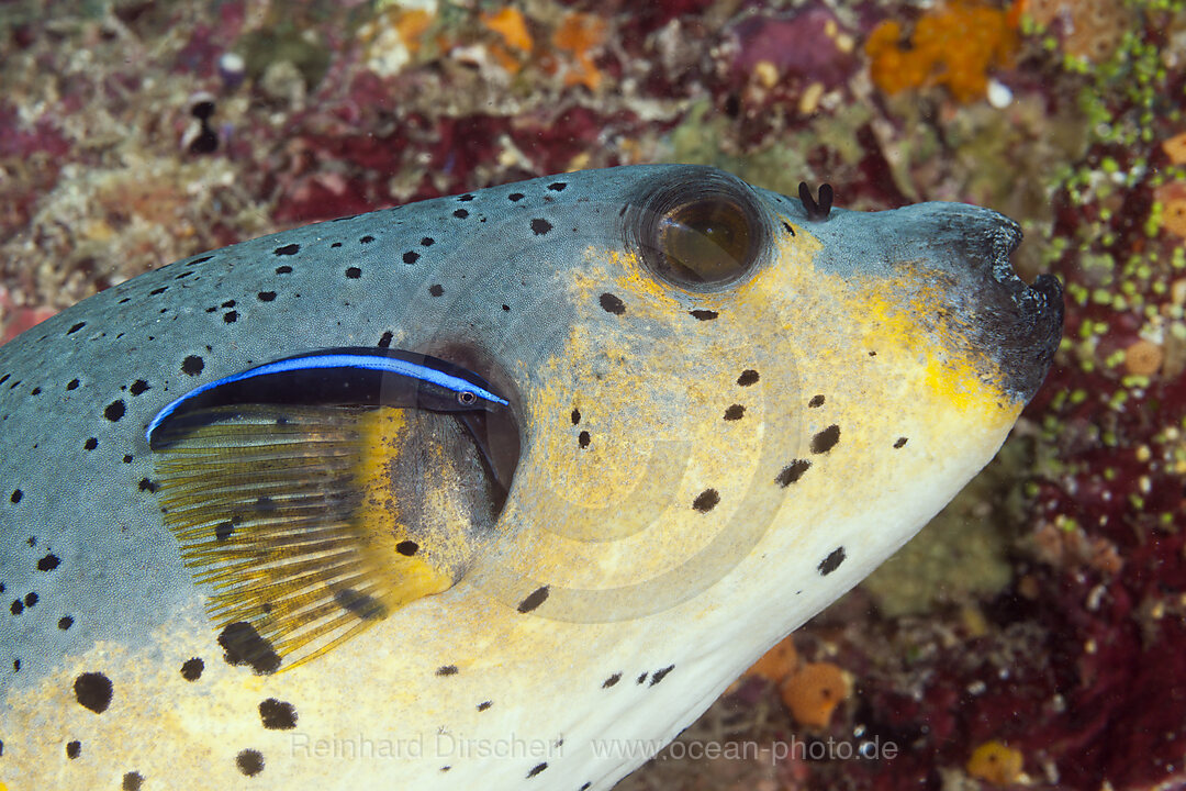 Schwarzfleck-Kugelfisch mit Putzerfisch, Arothron nigropunctatus, Sued Male Atoll, Malediven