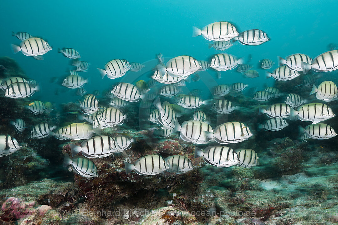 Schwarm Gitter-Doktorfische, Acanthurus triostegus, Sued Male Atoll, Malediven