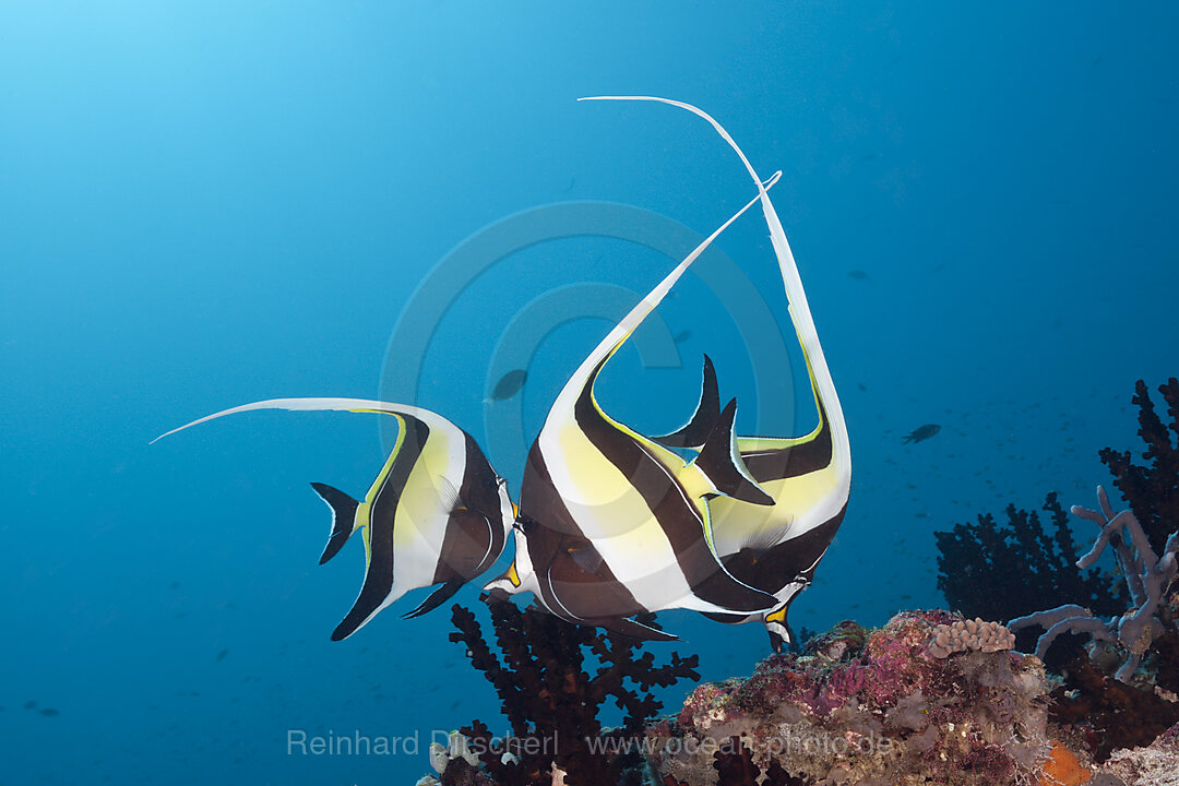 Halfterfische, Zanclus cornutus, Sued Male Atoll, Malediven