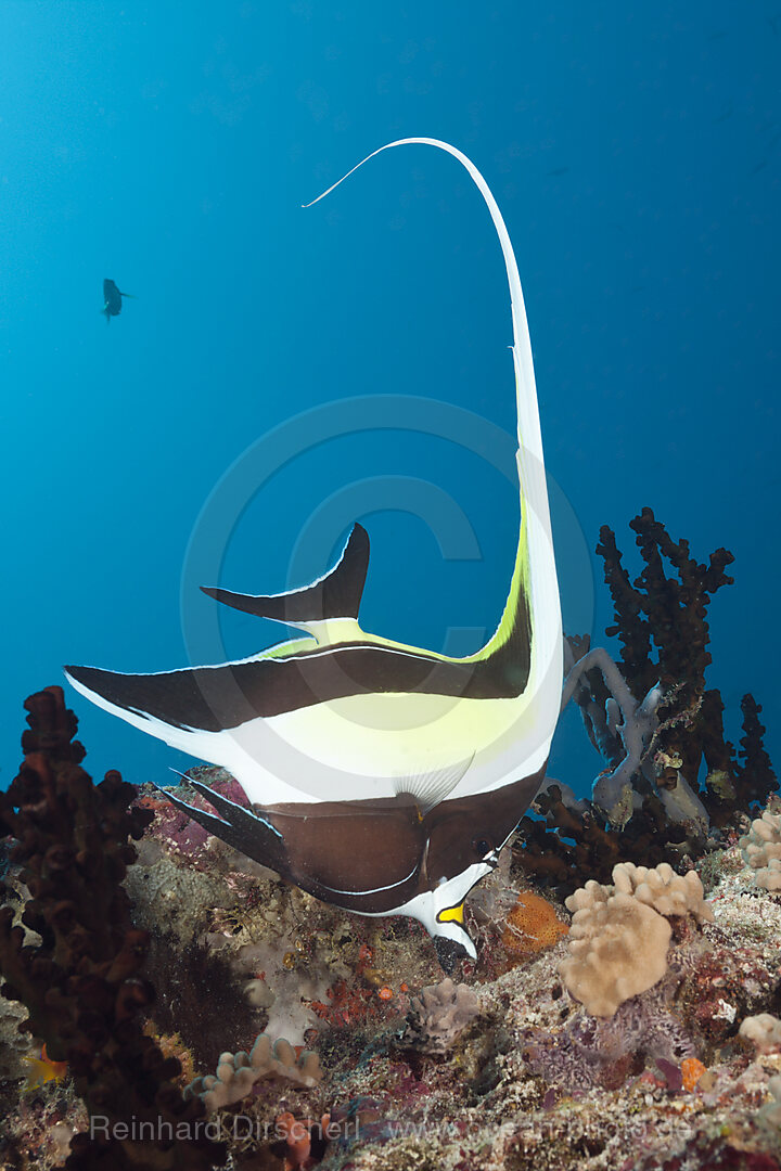 Halfterfisch, Zanclus cornutus, Sued Male Atoll, Malediven