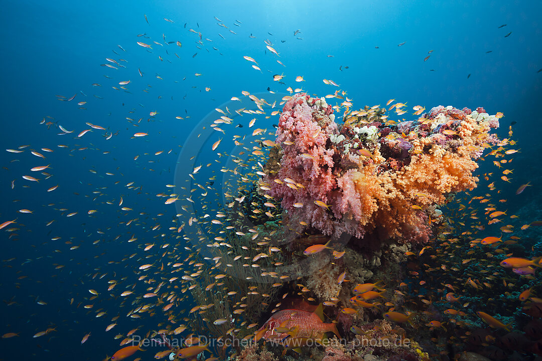 Colored Coral Reef, South Male Atoll, Maldives