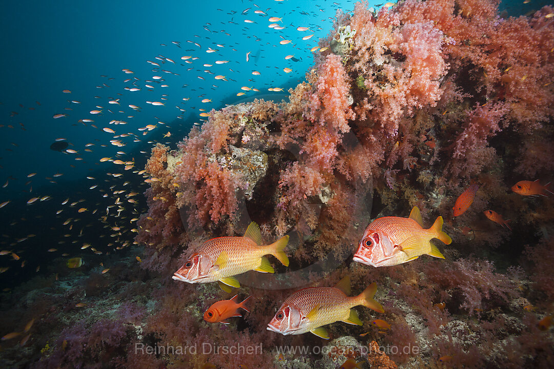 Longjaweed Squirrelfish in Coral Reef, Sargocentron spiniferum, Felidhu Atoll, Maldives