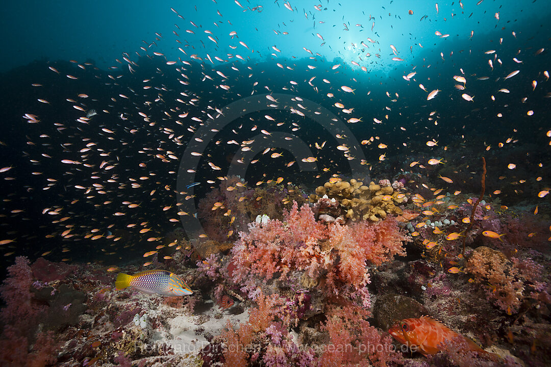 Buntes Korallenriff, Felidhu Atoll, Malediven