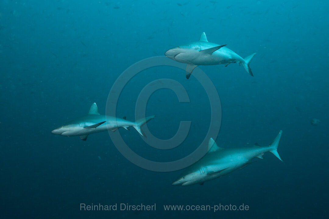 Grey Reef Shark, Carcharhinus amblyrhynchos, South Male Atoll, Maldives