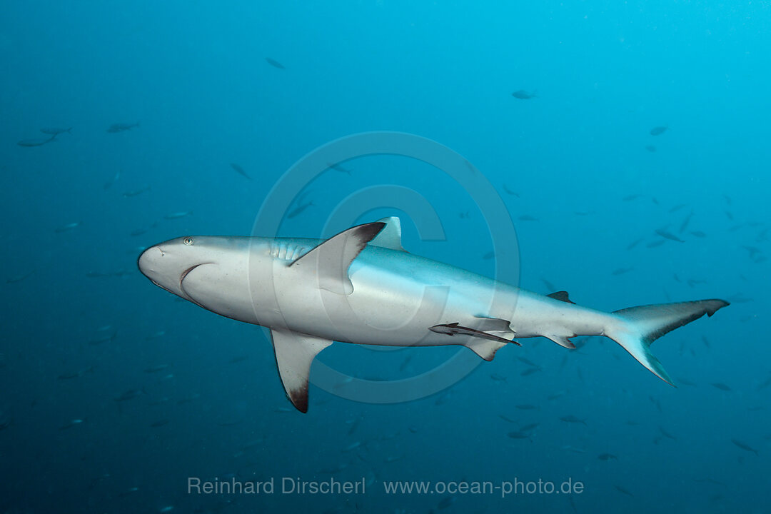 Grauer Riffhai, Carcharhinus amblyrhynchos, Sued Male Atoll, Malediven