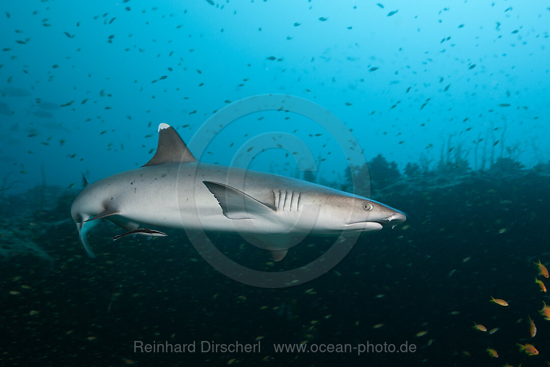 Weissspitzen-Riffhai, Triaenodon obesus, Felidhu Atoll, Malediven